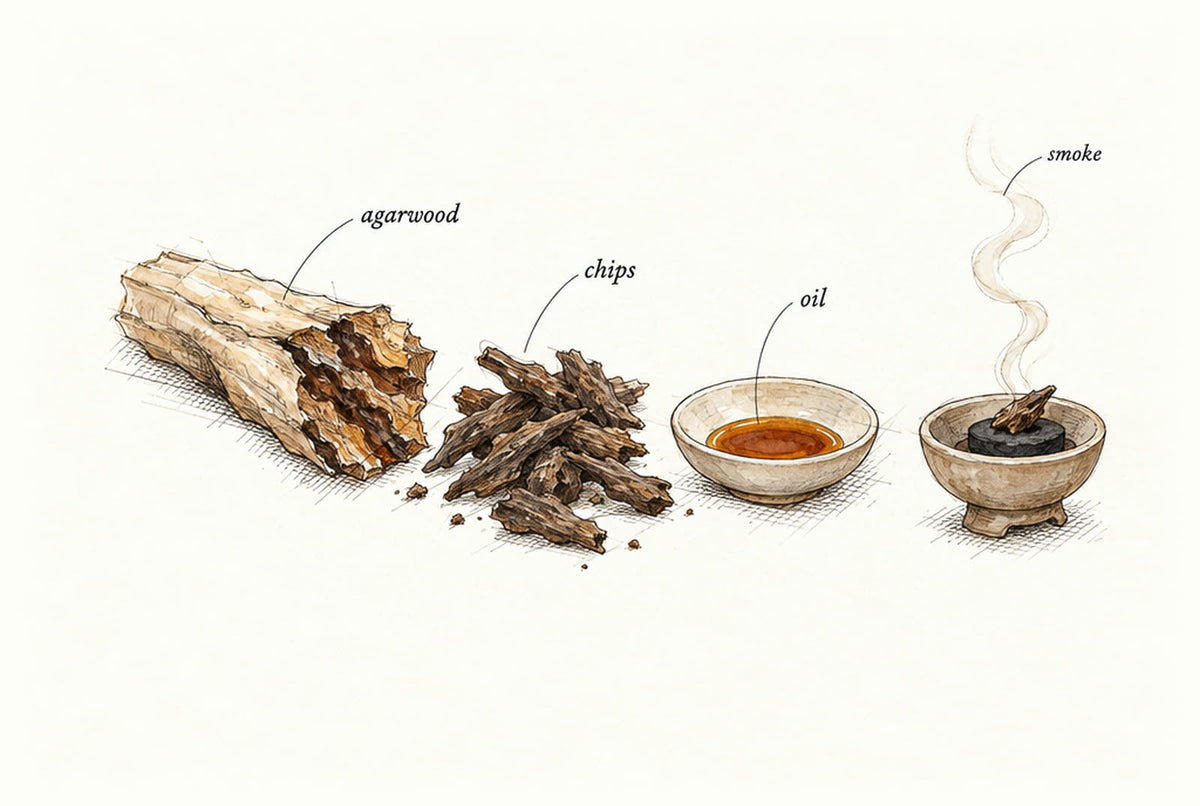 Pen-and-ink sketch of a split branch streaked with dark resin, a scatter of agarwood chips, a small dish of amber oil and a wisp of incense smoke on cream paper