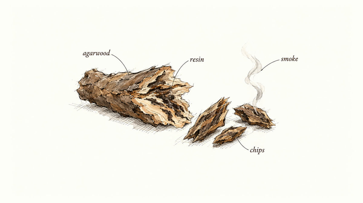 Pen-and-ink and watercolour sketch of a split agarwood branch with dark resin veins, small wood chips and a thin curl of smoke, labelled agarwood, resin, chips and smoke.